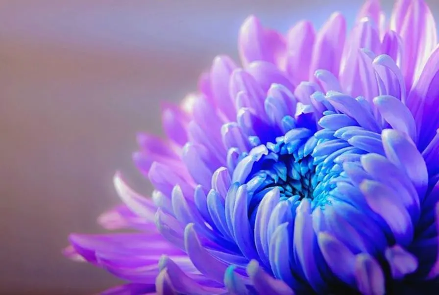 November Birth Flower: The Chrysanthemum (Meaning)