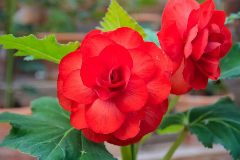 Begonia  Flower - Meaning, Symbolism, Colors & What Special About It  