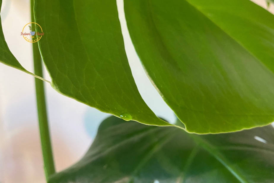 Monstera Plant Sweating - Is It Normal for Them?  