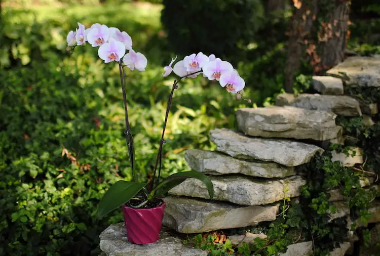 Orchid Care: What is the Best Place to Put Orchids Outside in Summer?  