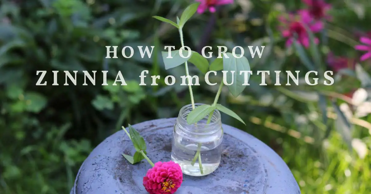 How to Grow Zinnia From Cuttings  