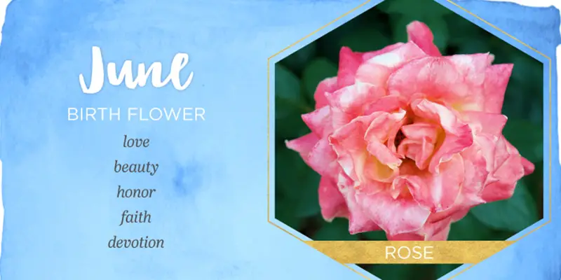 June Birth Flowers: Rose And Honeysuckle (Meanings)  