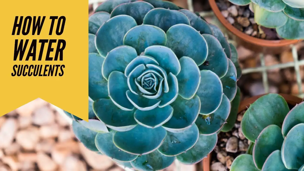 Do Succulents Produce Oxygen? Is It Good?  