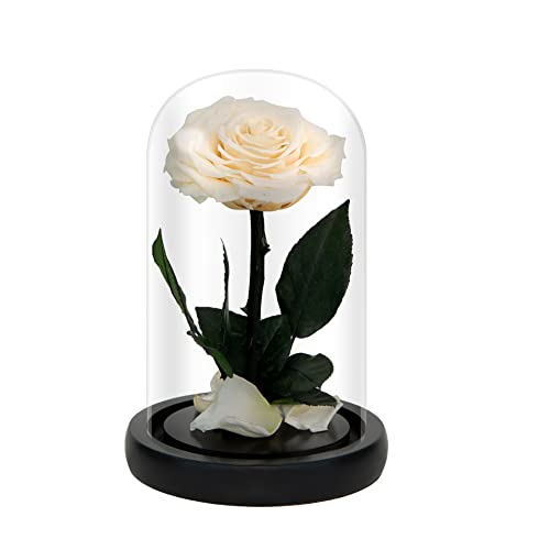 NATROSES Handmade Preserved Roses in Glass Dome, Long Lasting White ...