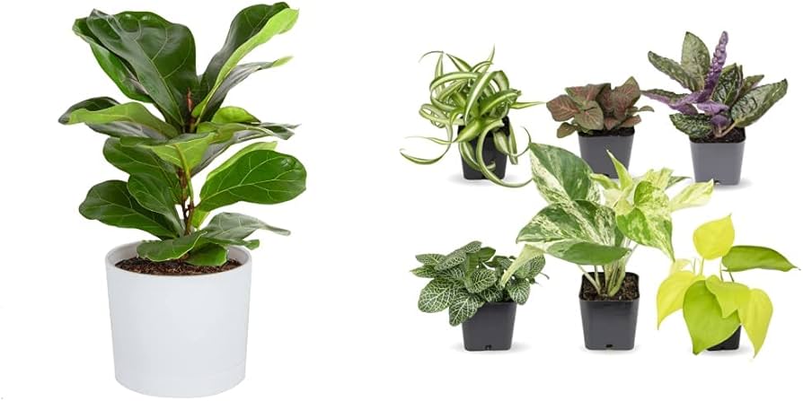 20 Benefits of Fiddle Leaf Fig Trees: Owning The Best Tree (How It Feels)  