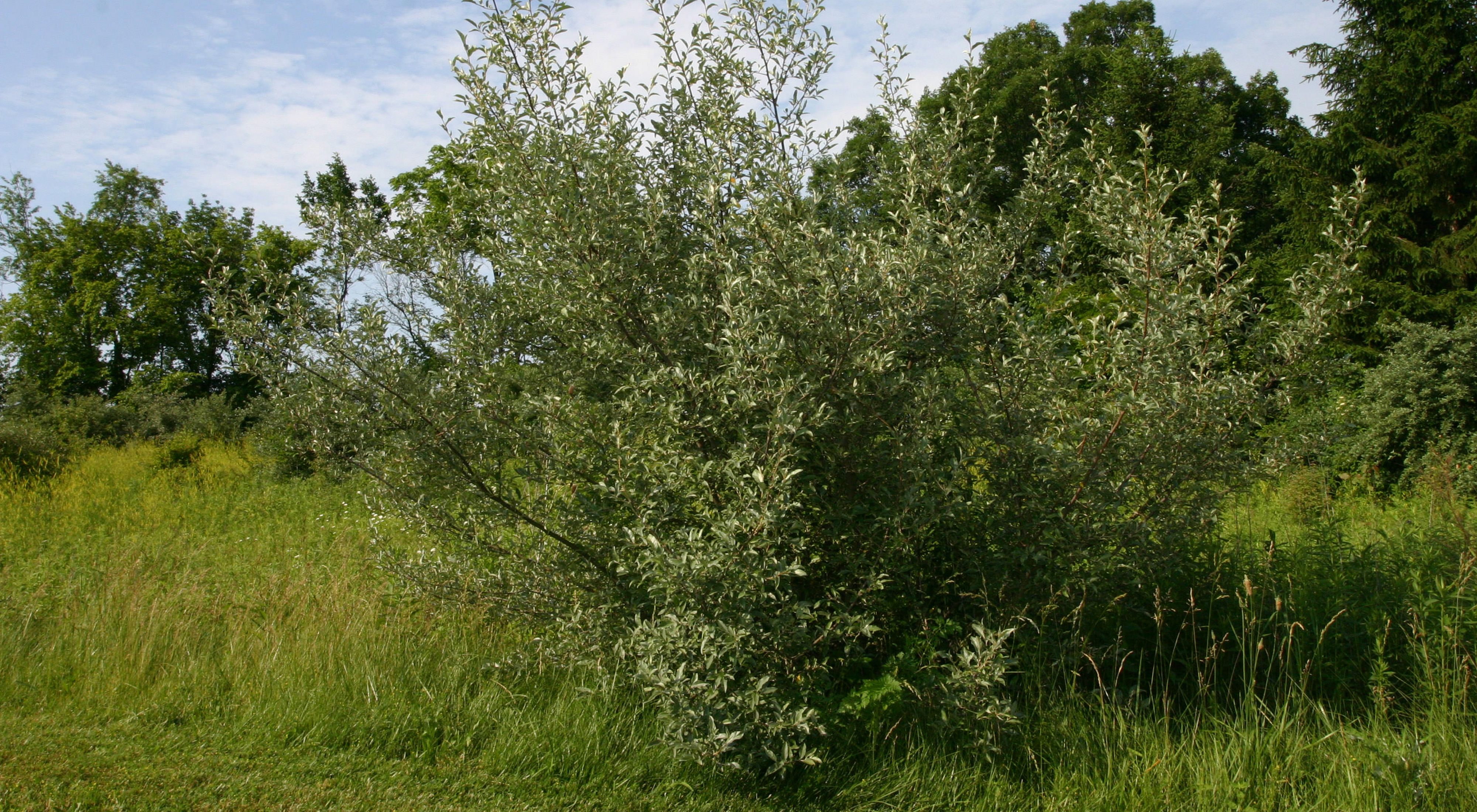 Olive Tree Growth Rate: How Fast They Grow? (Facts)  