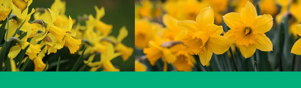 Do Daffodils Spread? - My Plant Care  