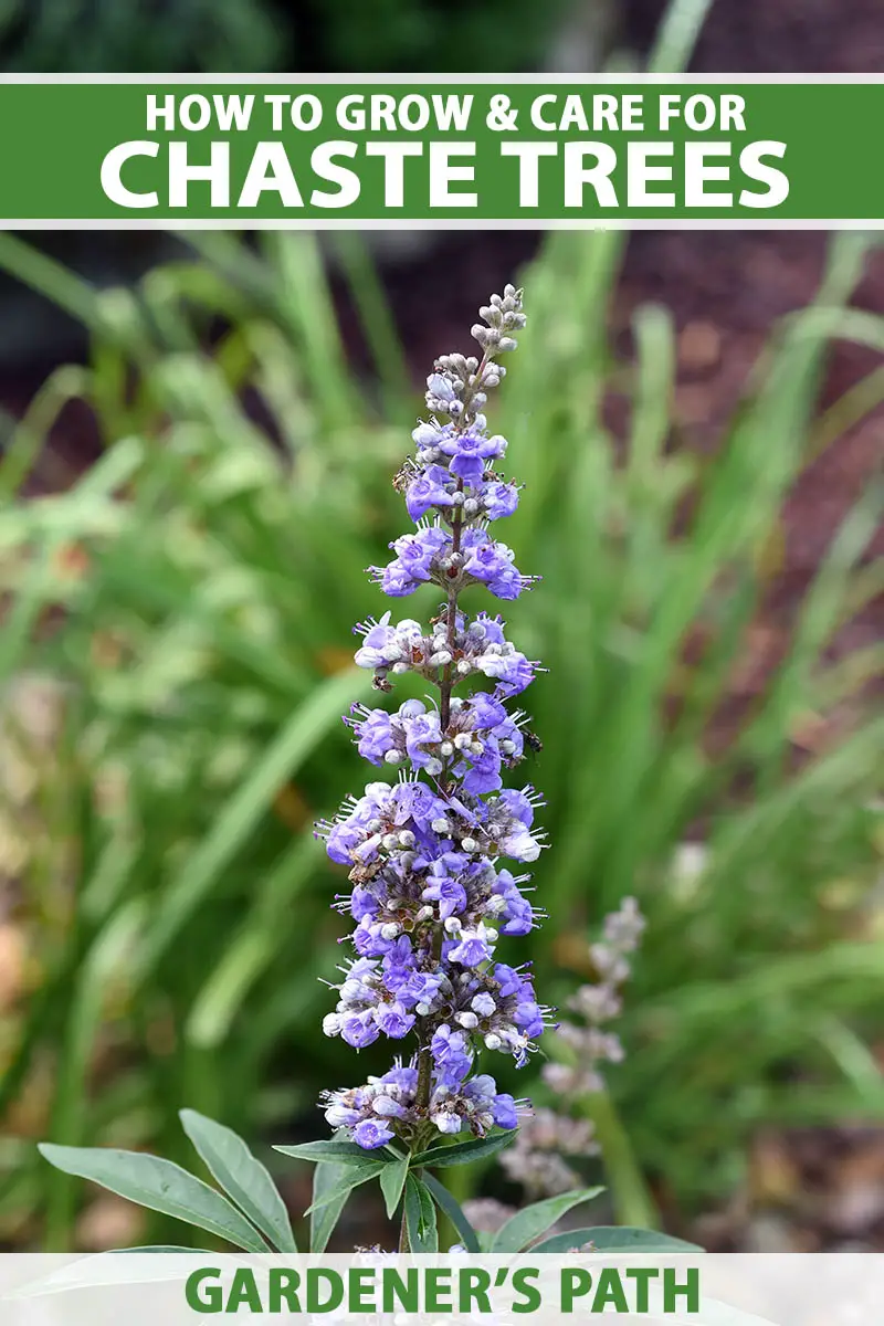 Chaste Tree Propagation (How to Root Vitex Cuttings in Water)  