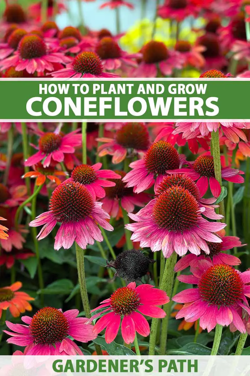 Do Coneflowers Spread? - My Plant Care  