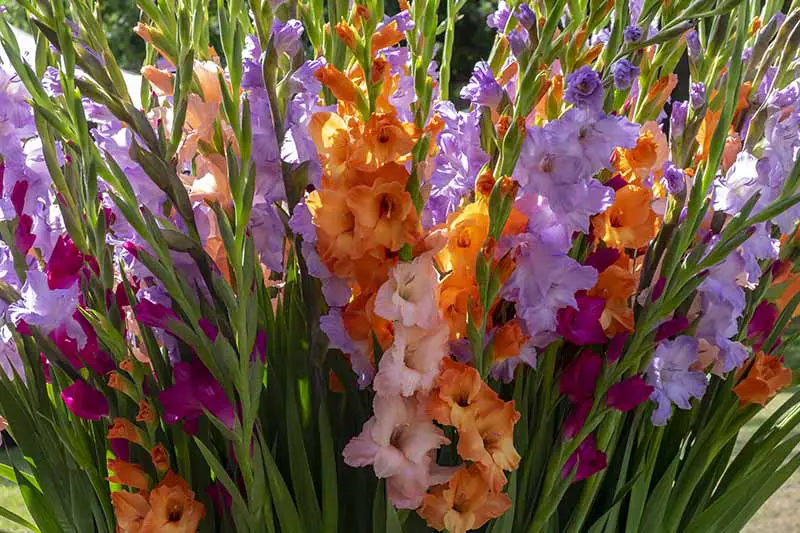 Do Gladiolus Spread? - My Plant Care  