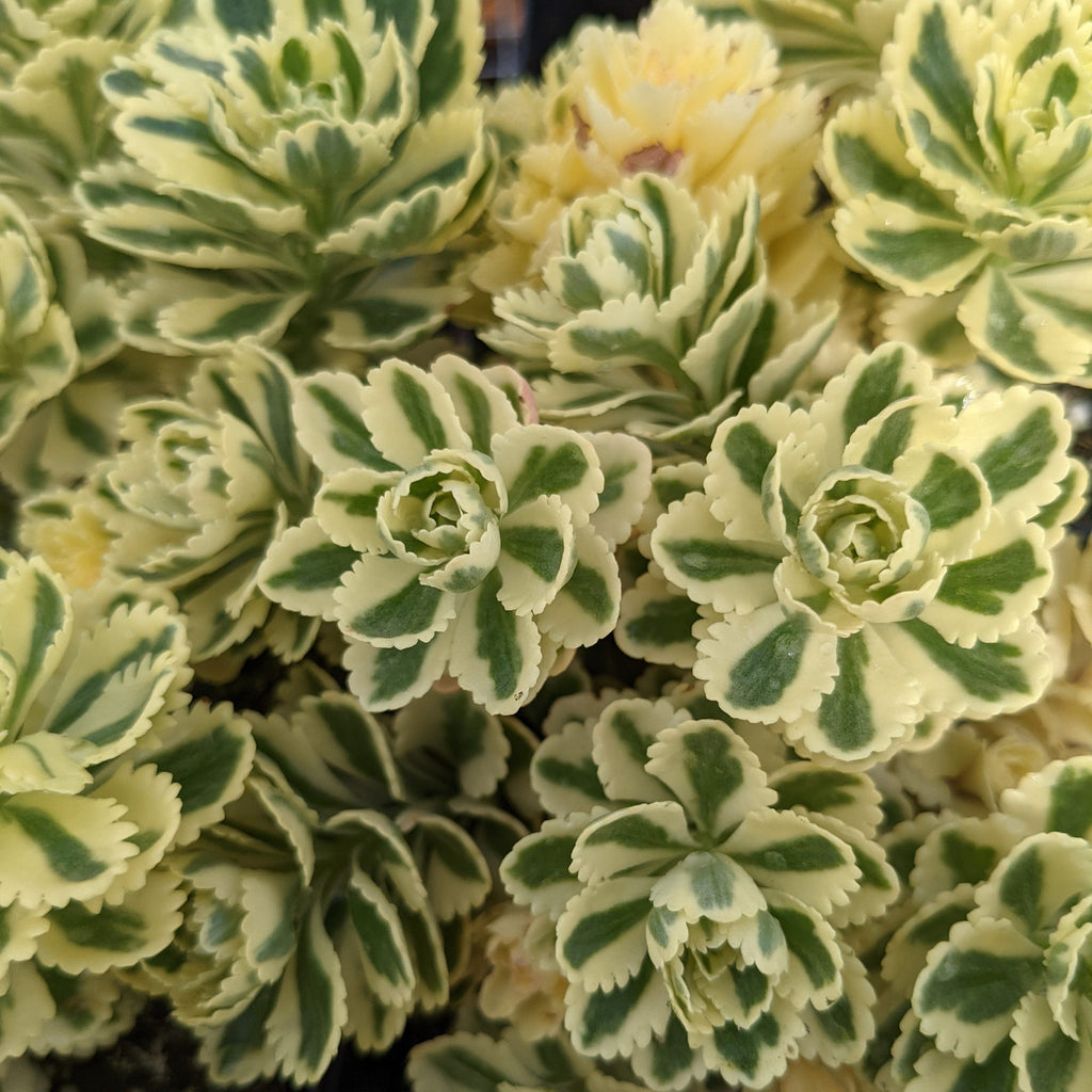 Succulent Plant With Pink Flowers: A Mesmerizing Burst of Color