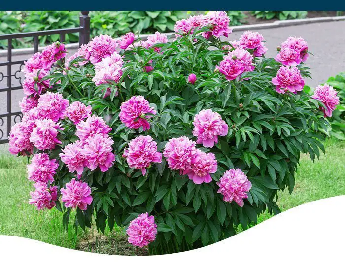 Do Peonies Spread? - My Plant Care  