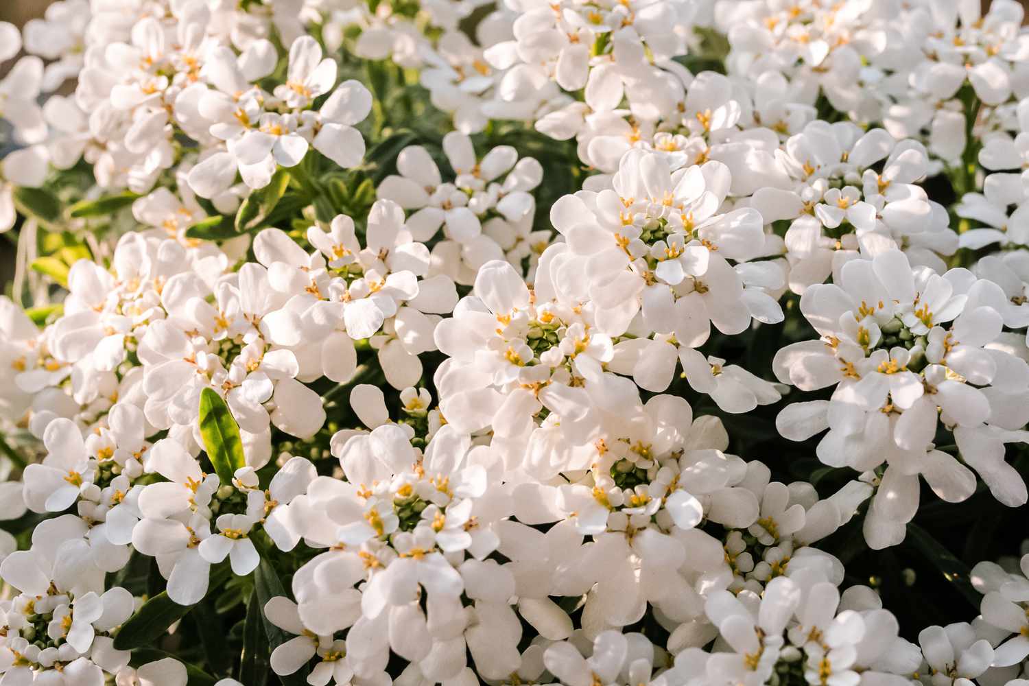 Does Candytuft Plant Spread? - My Plant Care  