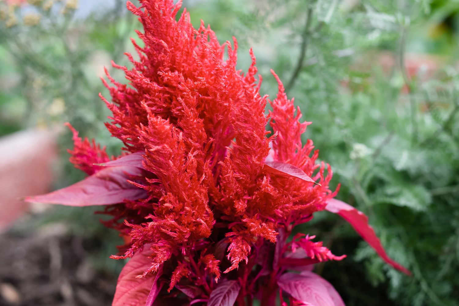 Celosia Plant: How to Plant, Grow And Care  