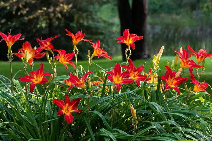 Do Daylilies Spread? - My Plant Care  