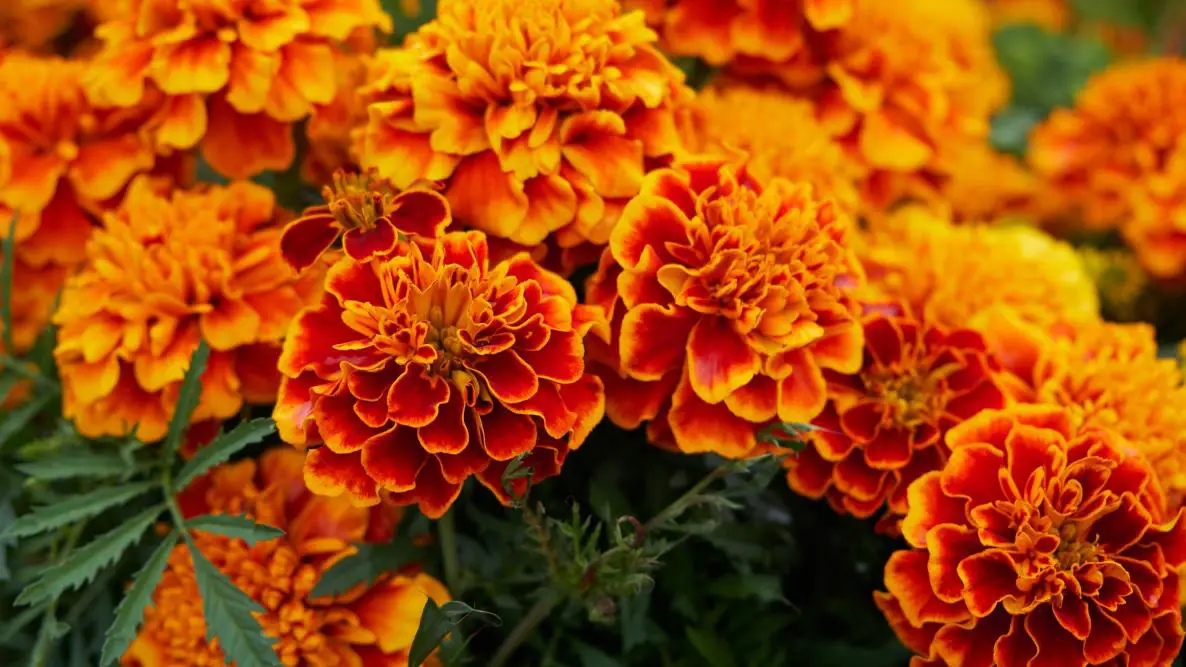 October Birth Flowers: Marigold And Cosmos (Meanings)  