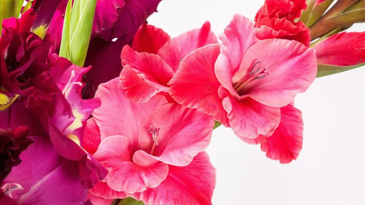 August Birth Flowers: Gladiolus And Poppy (Meanings)  