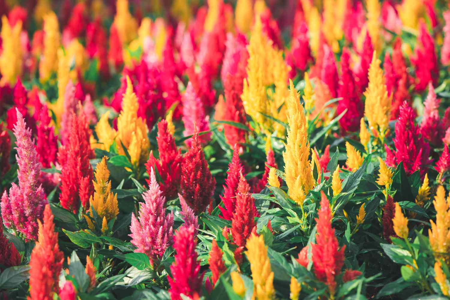 The Journey of Celosia Propagation : From Cuttings to Blooms!  