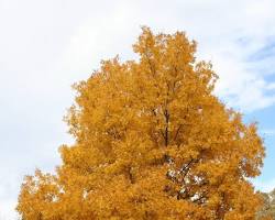 Bitternut hickory tree