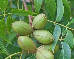 Pecan tree