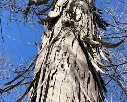 Shagbark hickory tree