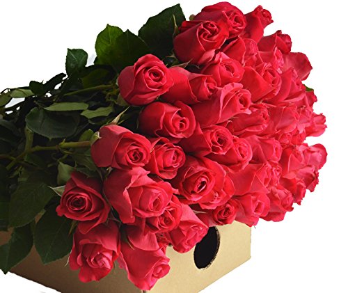 Blooms2Door 50 Hot Pink Roses (Farm-Fresh, Long Stem - 50cm) ...