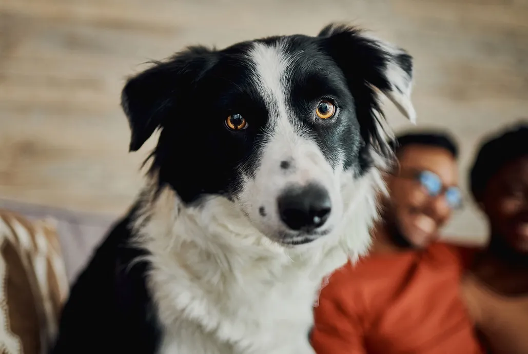 The Real Reason Your Dog Stares At You All The Time