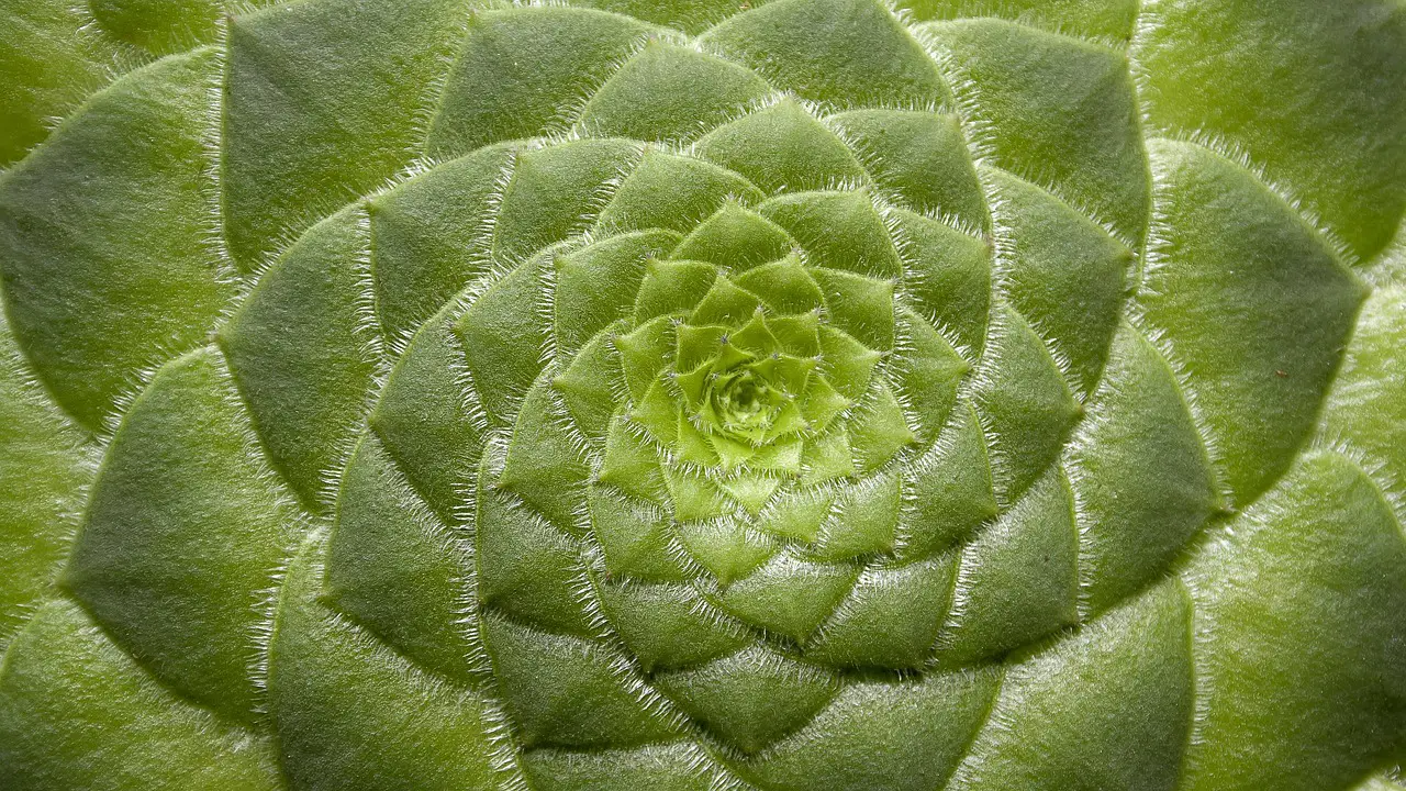 plant  botany  nature  aeonium tabuliforme  succulent  ornamental plant  garden  macro  plant  succulent  succulent  succulent  succulent  succulent  garden  garden