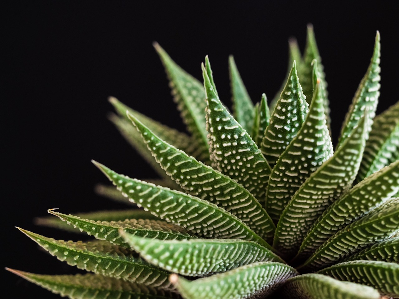 plant  succulent  nature  green  close up  sheet  solid  pot  spiked  structure  surface  succulent  succulent  succulent  succulent  succulent