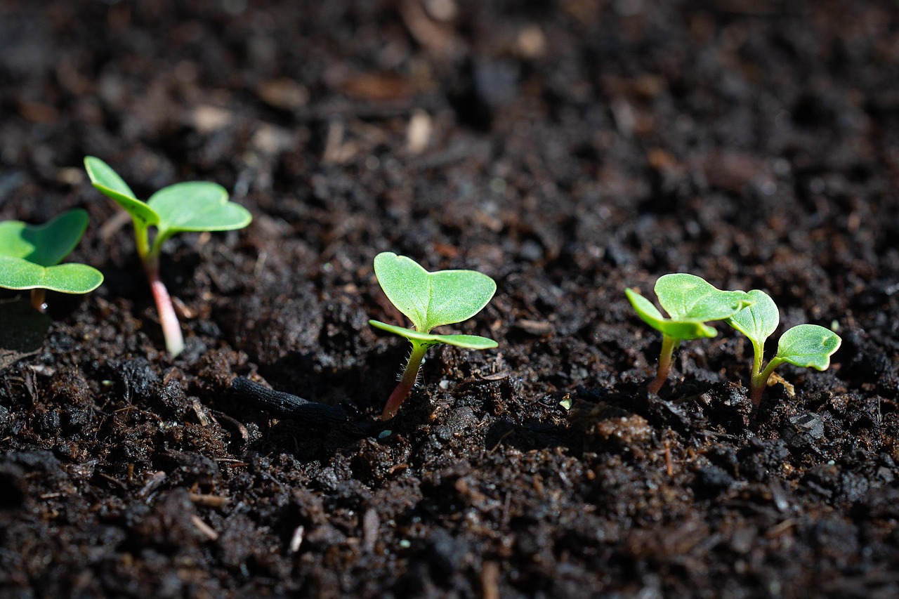 radish  young  young plants  thrive  grow  garden  in the garden  kitchen garden  close up  radish  thrive  thrive  nature  thrive  thrive  thrive