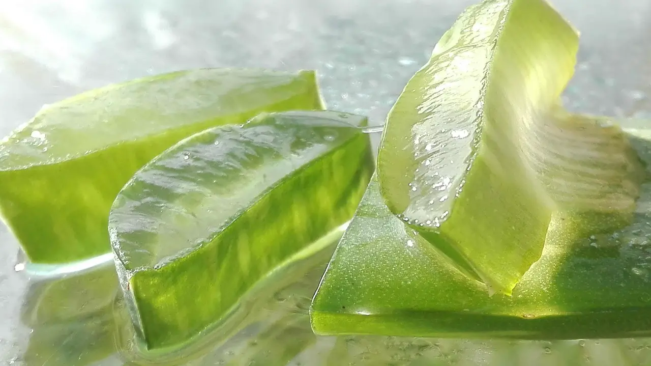 aloe  aloe vera  aloe vera leaf  cut aloe leaf  aloe vera  aloe vera  aloe vera  aloe vera  aloe vera