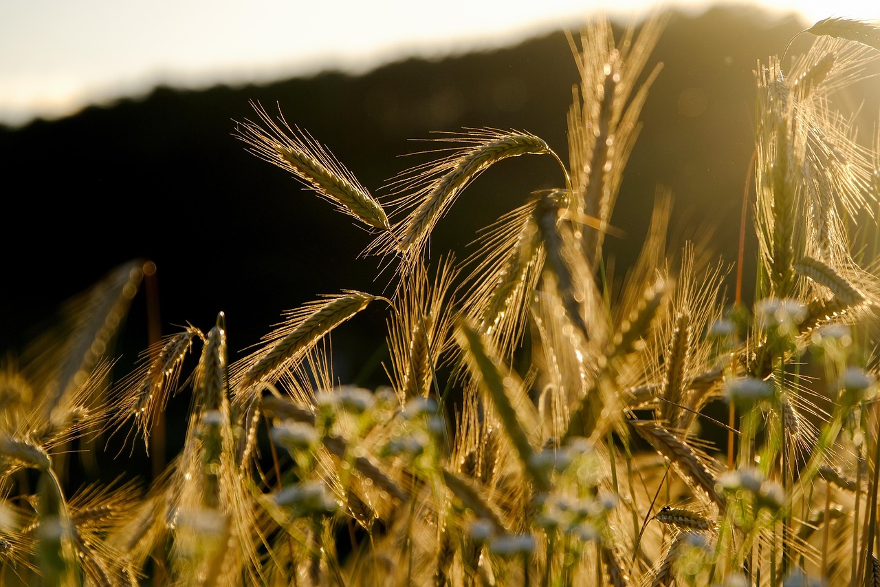 rye  spike  grain  rye field  field  crop  food  nourishment  agriculture  lighting mood  evening light  backlighting  crop  crop  crop  crop  crop