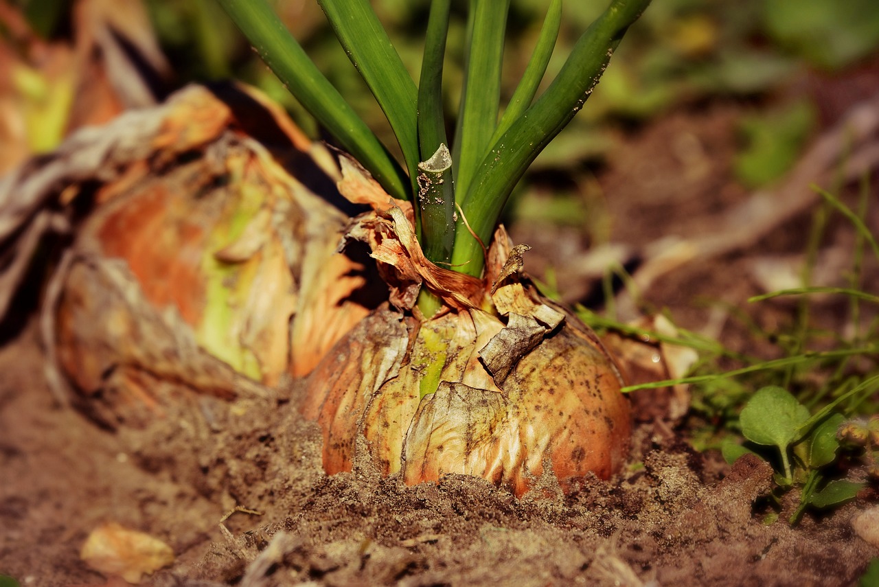 onion  root vegetable  growth  harvest  plant  food  nature  nutrition  soil