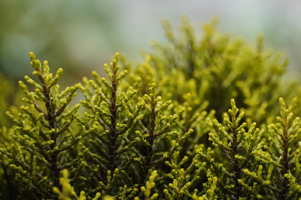 nature  shrub  garden  flora  nature  shrub  shrub  shrub  shrub  shrub