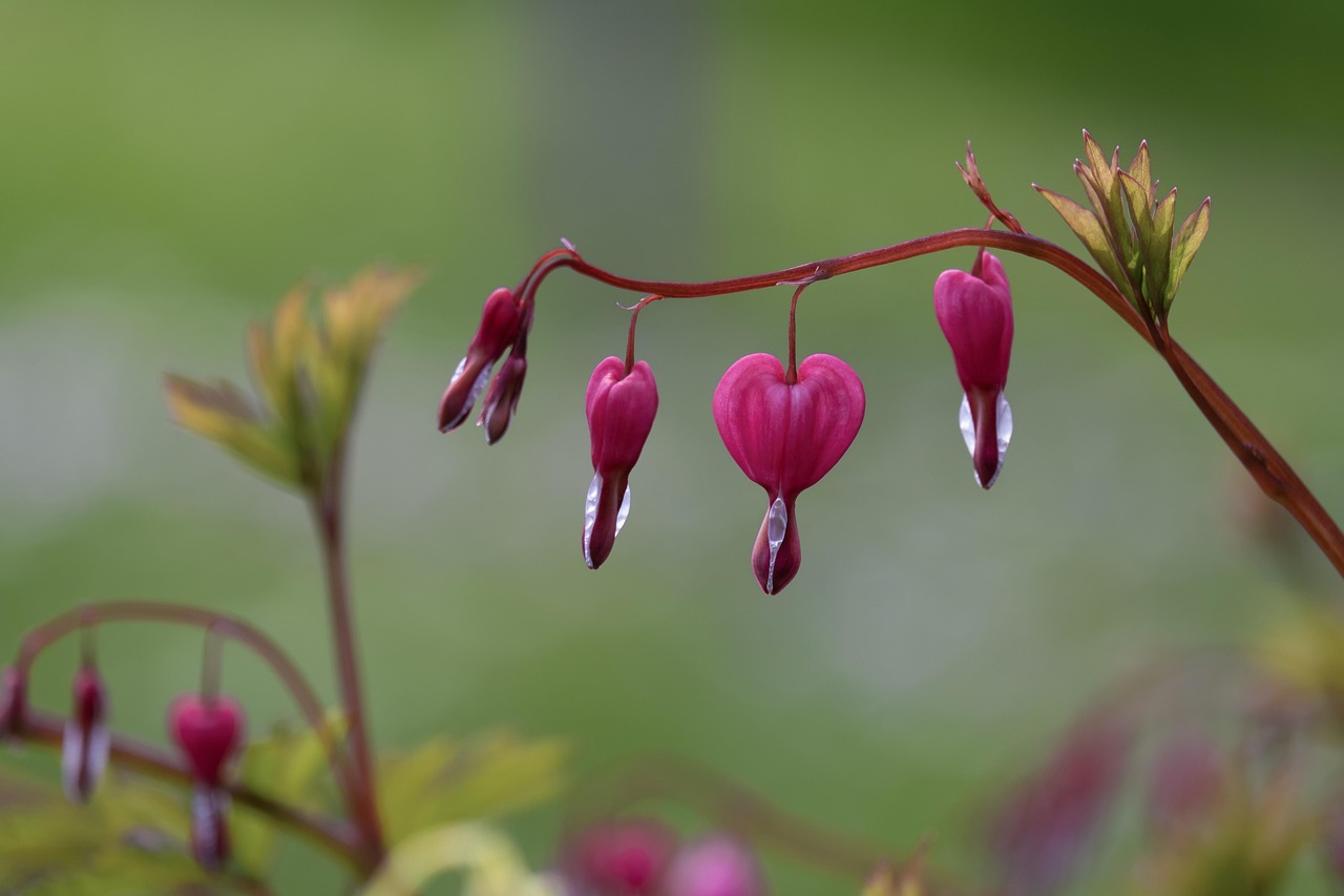 flower  beautiful flowers  blossom  bloom  blooming  multicoloured  flower background  colour  flora  garden  heart  heart-shaped  nature  small  plant  flower wallpaper  pink  stamen  crying heart  blur  growth  wild  ornamental plant
