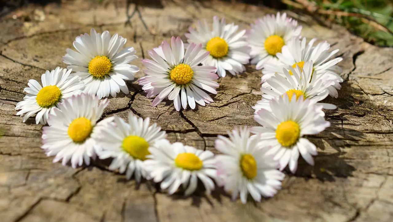 daisy  heart  blossoms  flower heart  spring  heart-shaped  nature  love  garden  white  row