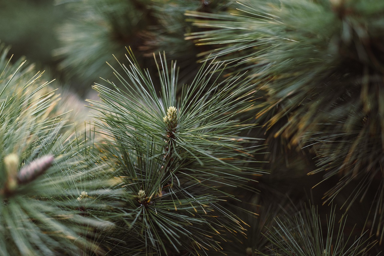 conifer  evergreen  nature  tree  plant  conifer  evergreen  evergreen  evergreen  evergreen  evergreen  tree