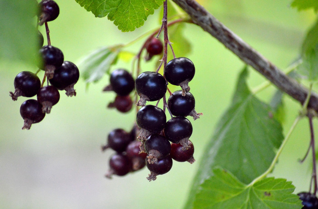 fruit  berry  fresh  black currants  gooseberry family  branch  vitamins  nature  healthy  food  edible berries  shrub  hanging grapes  plant  red currant  black currant panicle  panicle  ribes nigrum