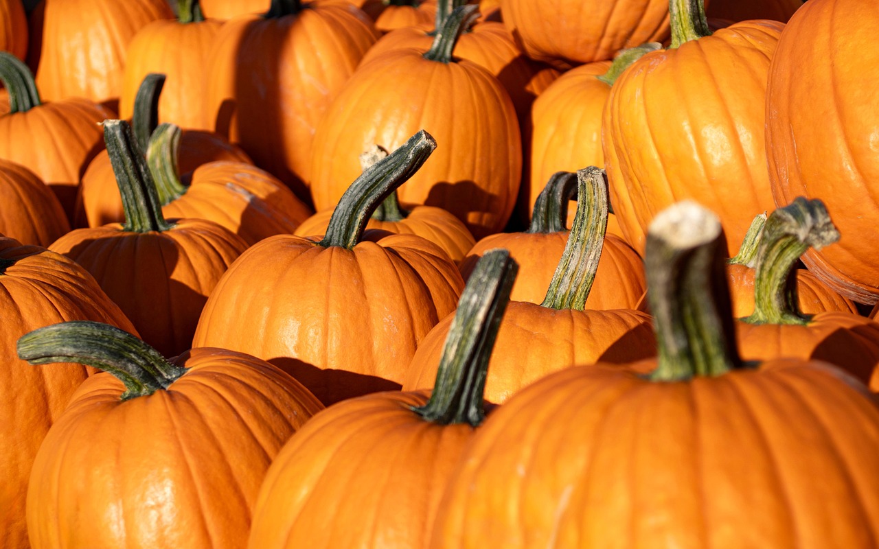 pumpkins  harvest  pumpkin patch  autumn  fall  vegetables  farmer's market  produce  squash  gourd  halloween  thanksgiving  food  pumpkins  gourd  halloween  halloween  halloween  halloween  halloween  thanksgiving