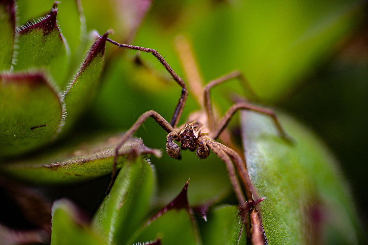 spider  nature  insect  leafs  brown spider  big spider  spider in the plant  garden  spider view  spider eyes  brown spider eyes  spider  spider  spider  spider  spider