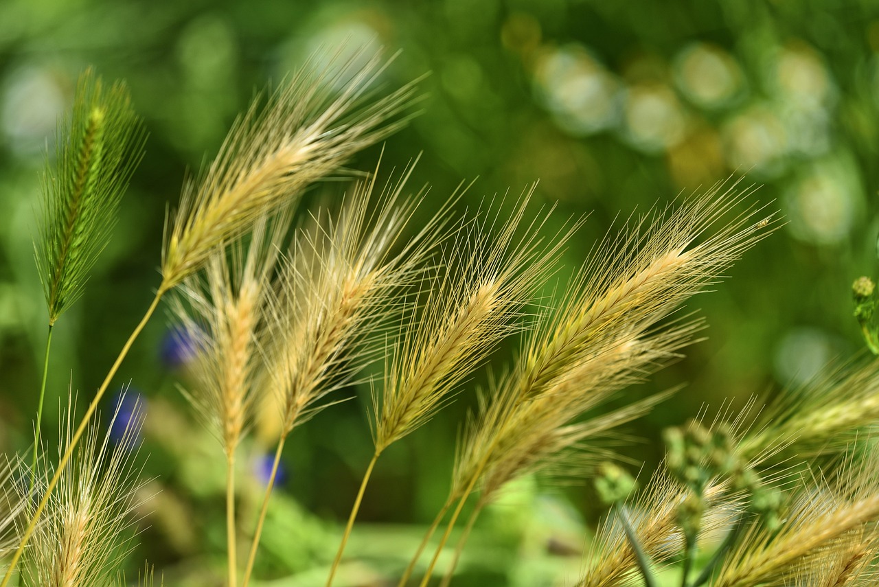 foxtail barley  grass  weed  wild  perennial  nature  weed  weed  weed  weed  weed