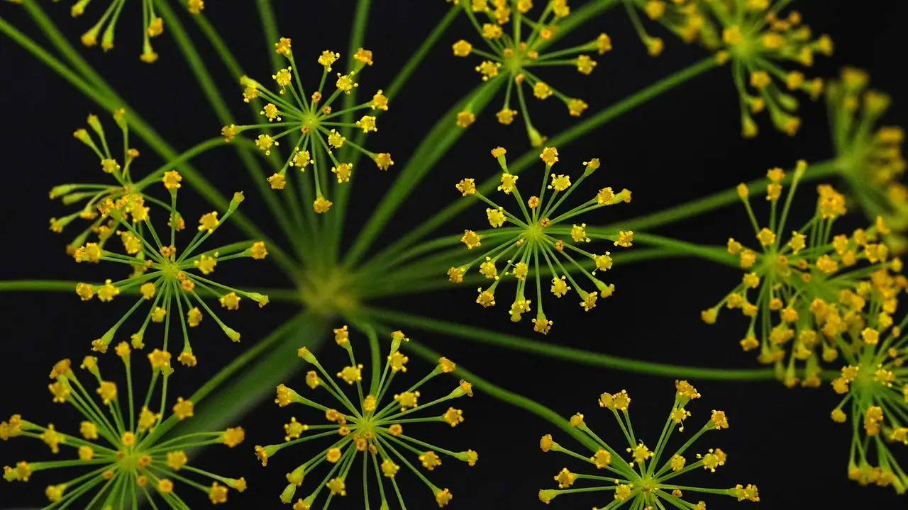 dill flower  herbs  spice  plant  black background  still life  structure  spice up  nature  dill  black background  black background  black background  black background  black background  dill  dill  dill
