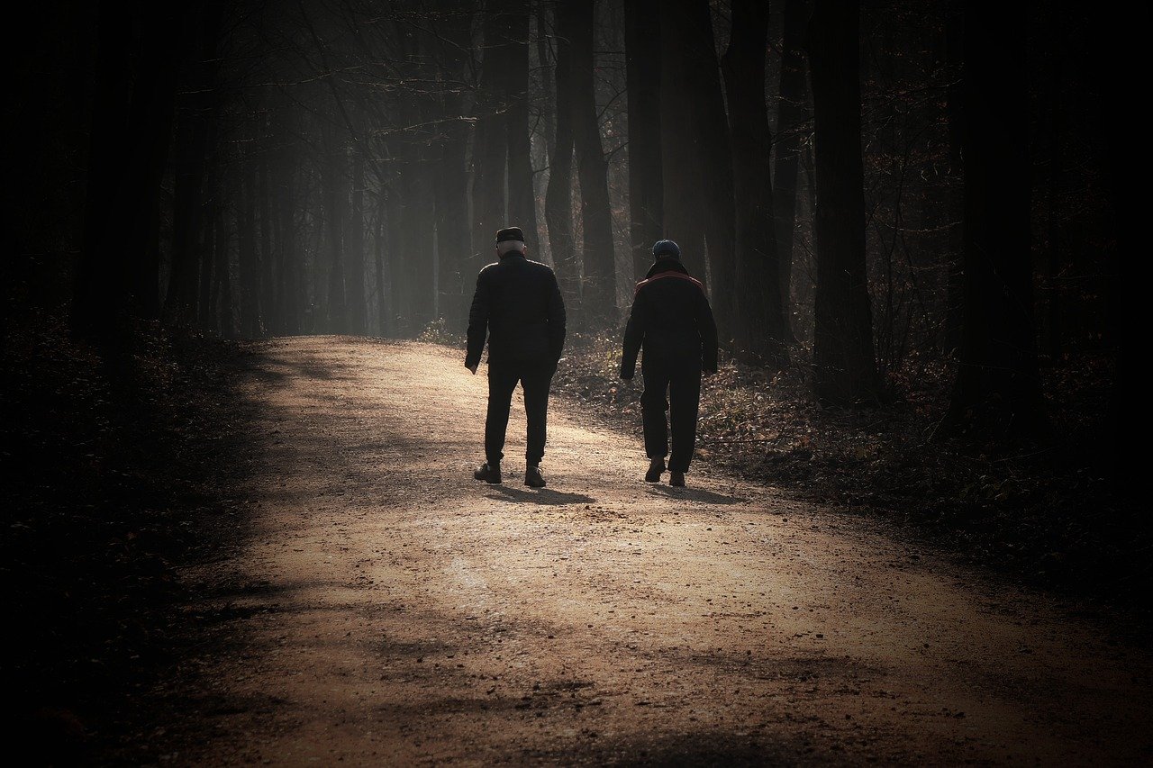 walk  forest  morning sun  the shade  nature  seniors  landscape