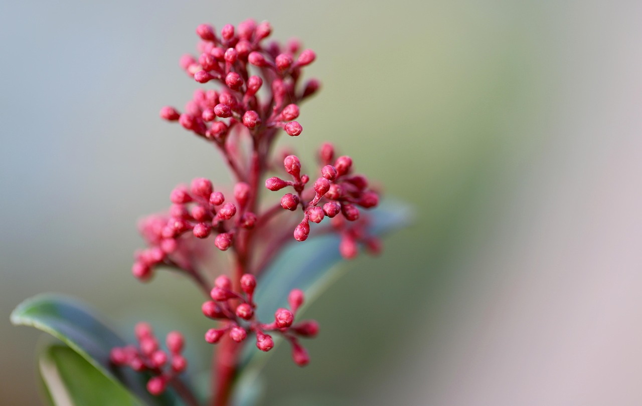 japanese fruit skimmie  skimmia japonica  japanese skimmie  evergreen shrub  inflorescence  small bush  evergreen  small shrub  budded inflorescences