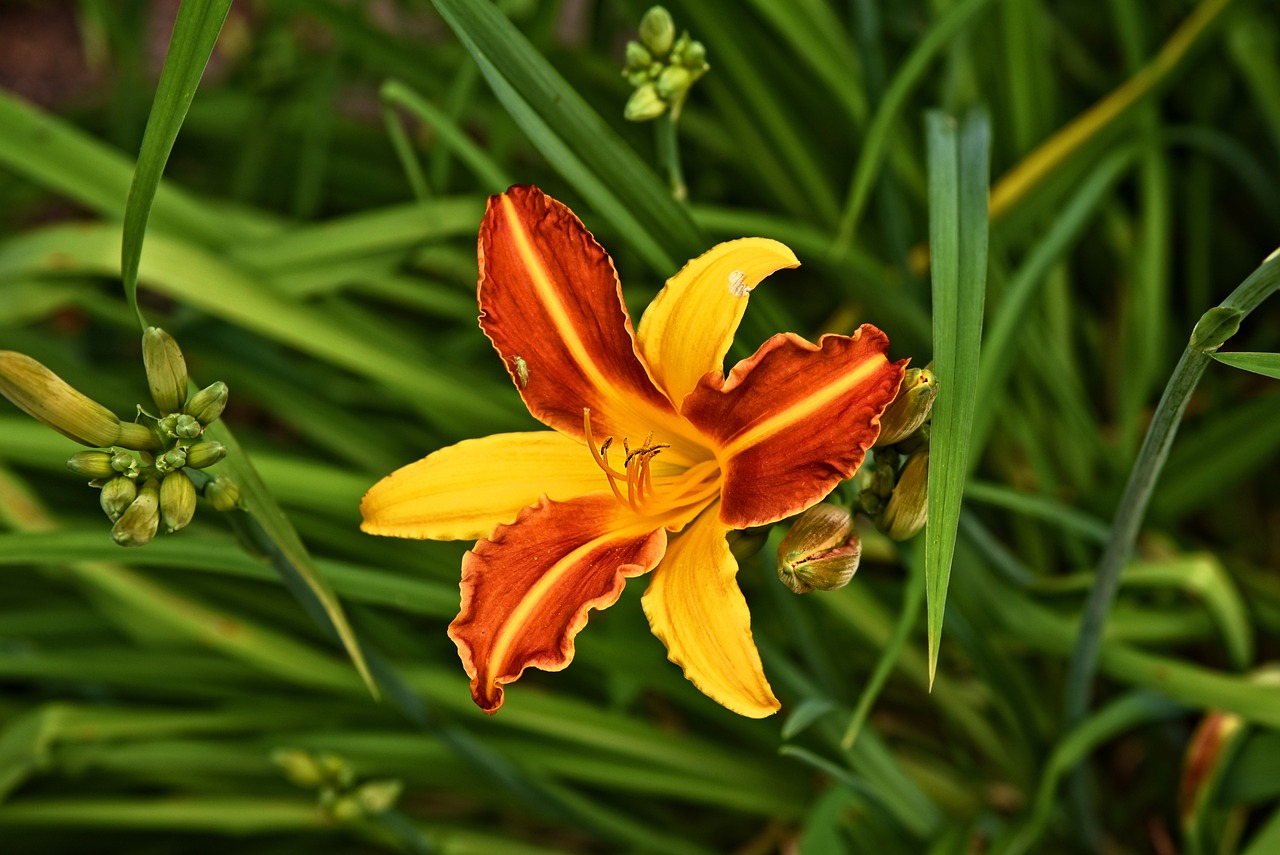 lily  flower  plant  bloom  petal  style  stamen  lilium  beautiful flowers  nature  perennial  flower wallpaper  flower background  summer