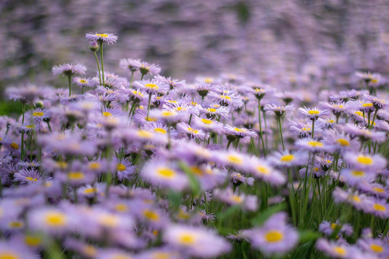 flowers  purple  perennial asters  hd wallpaper  nature  flowers frost  physostegia  flower wallpaper  flowers  beautiful flowers  flowers  purple  purple  purple  flower background  purple  purple  flower wallpaper