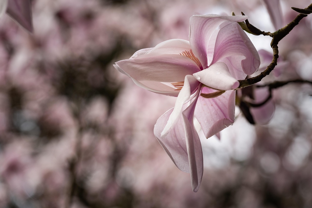 magnolia  bloom  flower background  flower wallpaper  pink  spring  nature  flowers  tree  magnolia  magnolia  magnolia  magnolia  beautiful flowers  magnolia