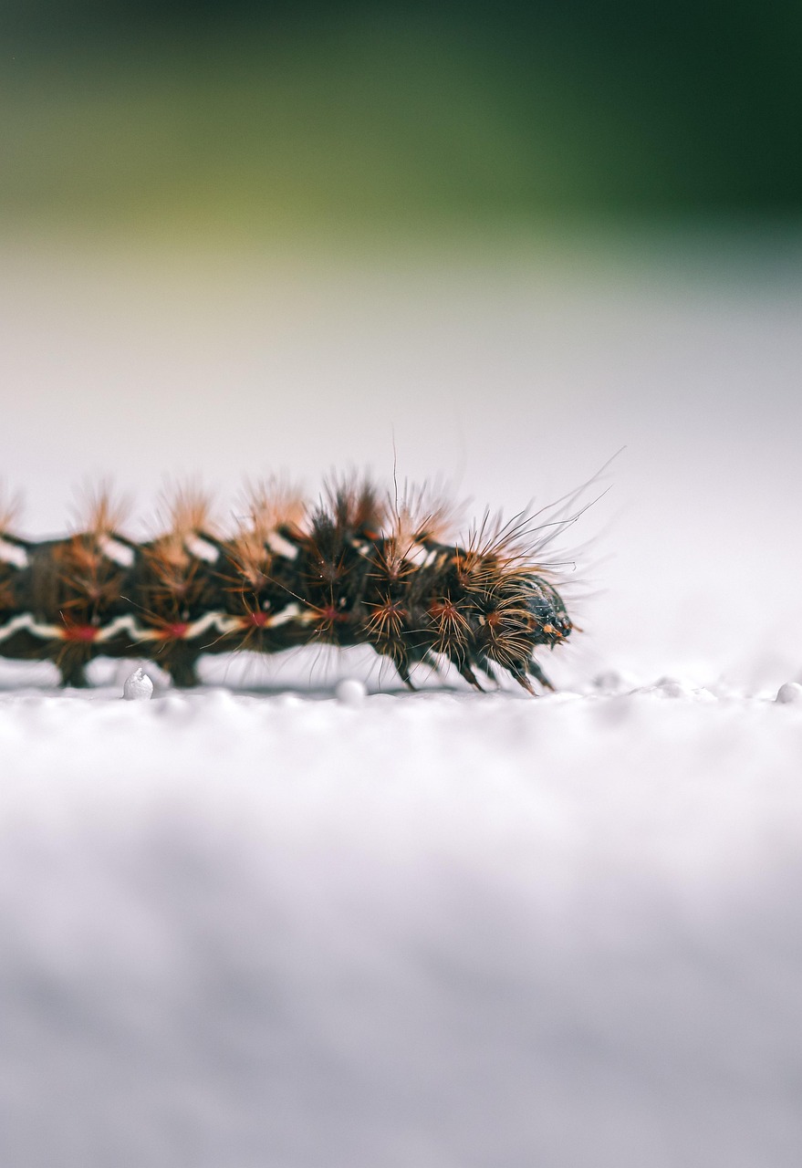 insect caterpillar entomology species macro caterpillar caterpillar caterpillar caterpillar caterpillar