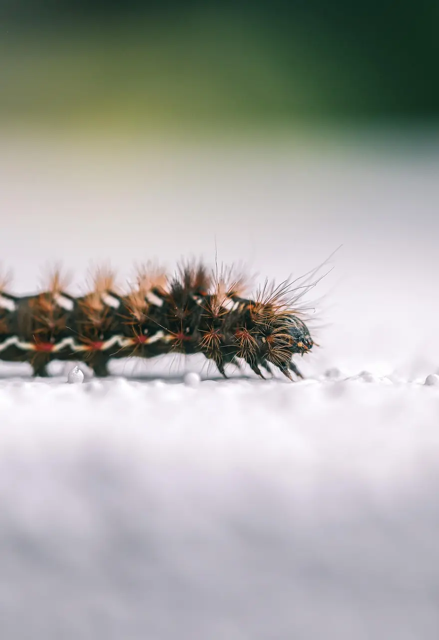 insect caterpillar entomology species macro caterpillar caterpillar caterpillar caterpillar caterpillar