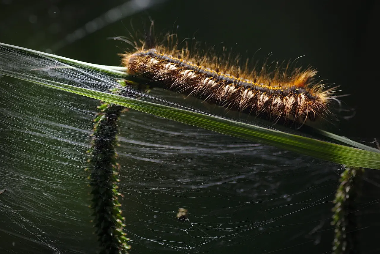 caterpillar larva nature forest fauna insect close up caterpillar caterpillar caterpillar caterpillar caterpillar